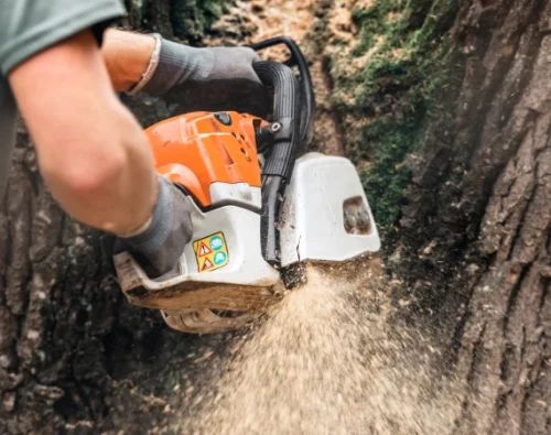 Tree Services 1